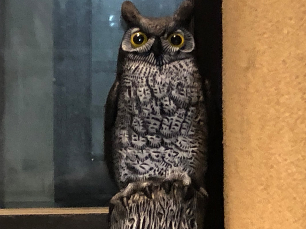 owl in doorway of 386 dundas st woodstock on