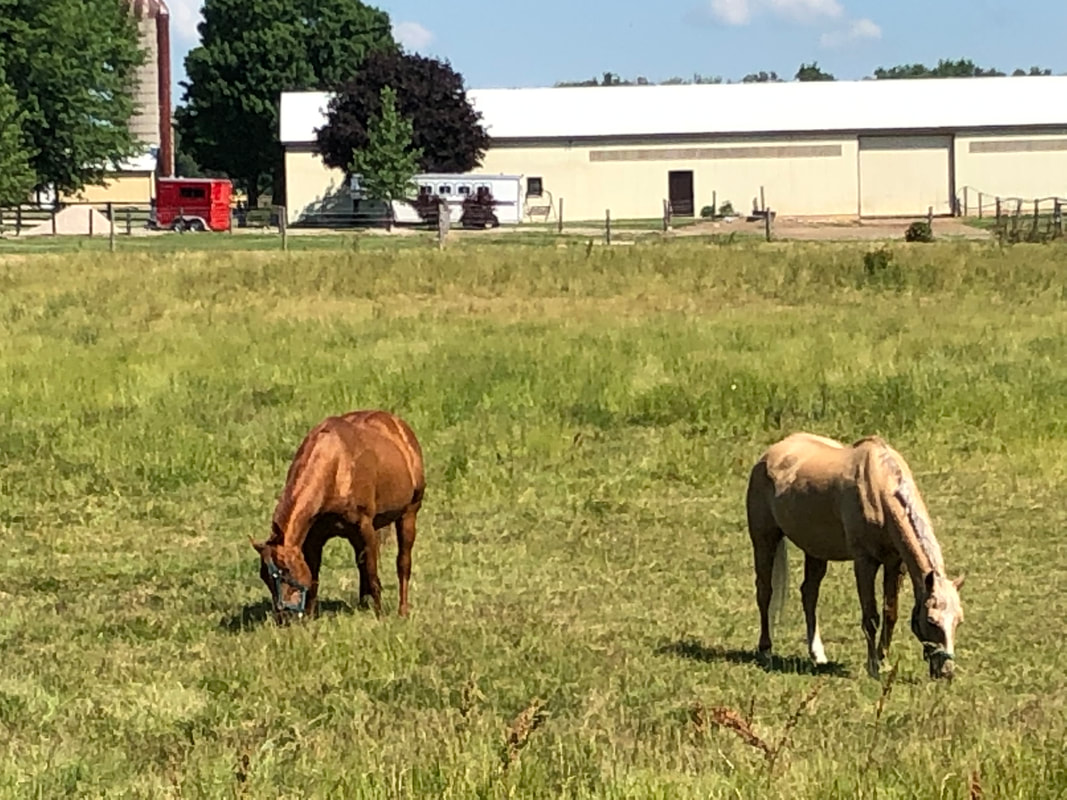 oxford county horses eating lunch woodstock ontario